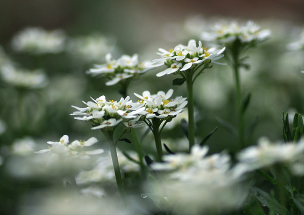 庭の花たち ２_a0073281_12351464.jpg