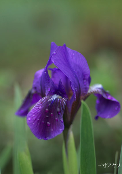 庭の花たち ２_a0073281_1235556.jpg