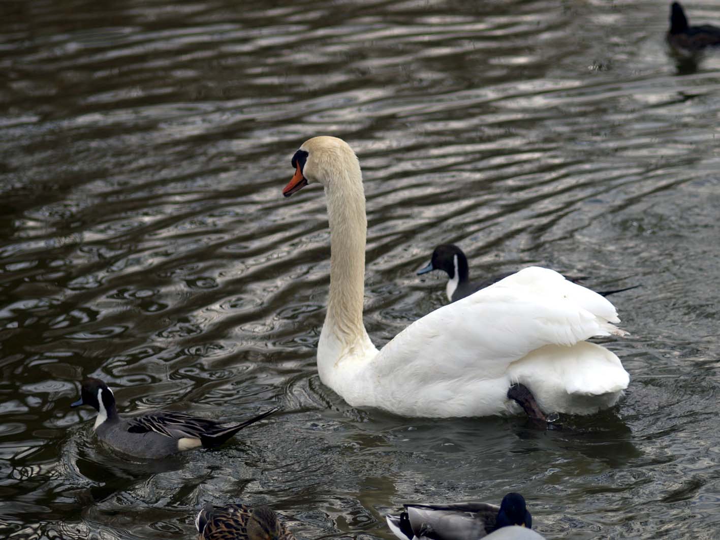 昆陽池の白鳥_a0110584_201468.jpg