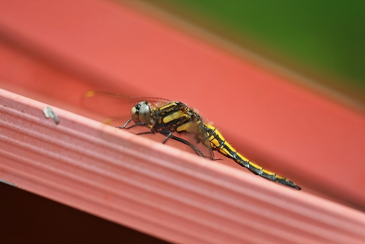 e0190885_20234861.jpg