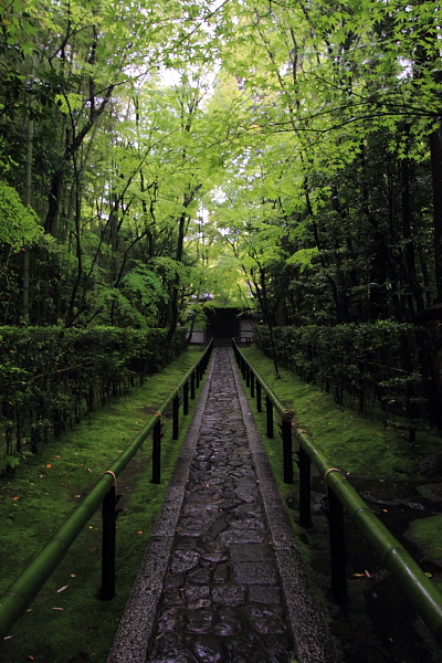 高桐院(大徳寺塔頭)_e0051888_21403751.jpg