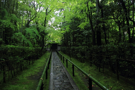 高桐院(大徳寺塔頭)_e0051888_21412551.jpg