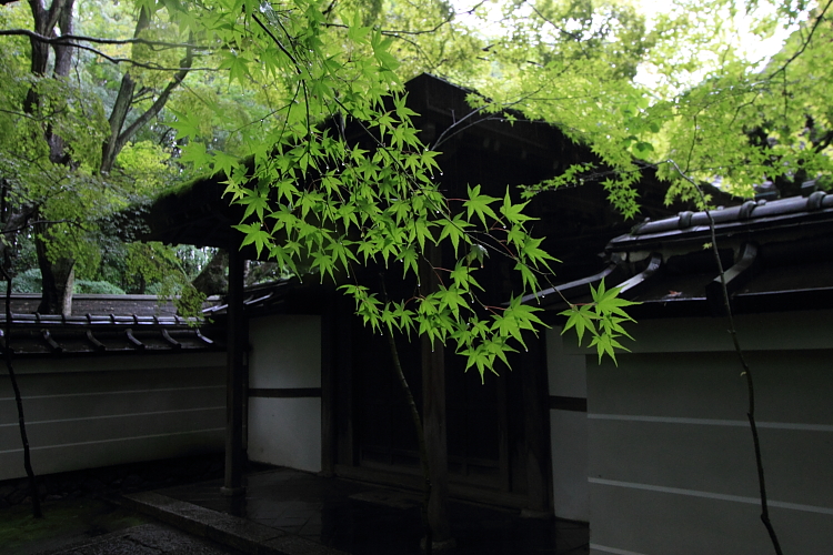高桐院(大徳寺塔頭)_e0051888_21414741.jpg