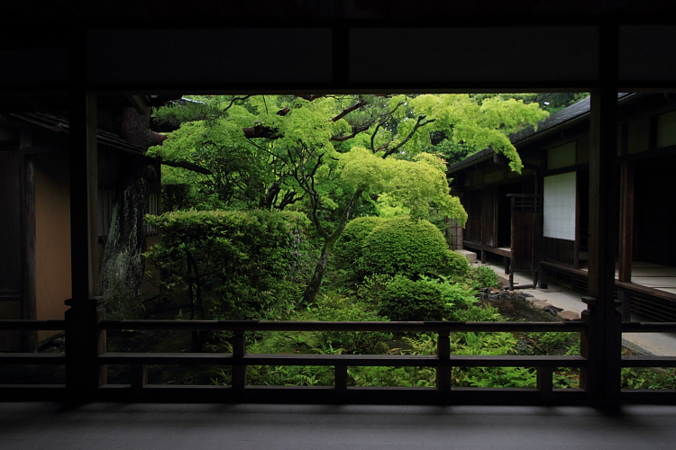 高桐院(大徳寺塔頭)_e0051888_21421599.jpg