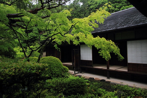 高桐院(大徳寺塔頭)_e0051888_21424142.jpg