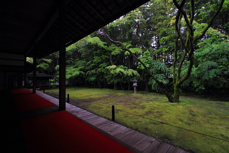 高桐院(大徳寺塔頭)_e0051888_21443794.jpg
