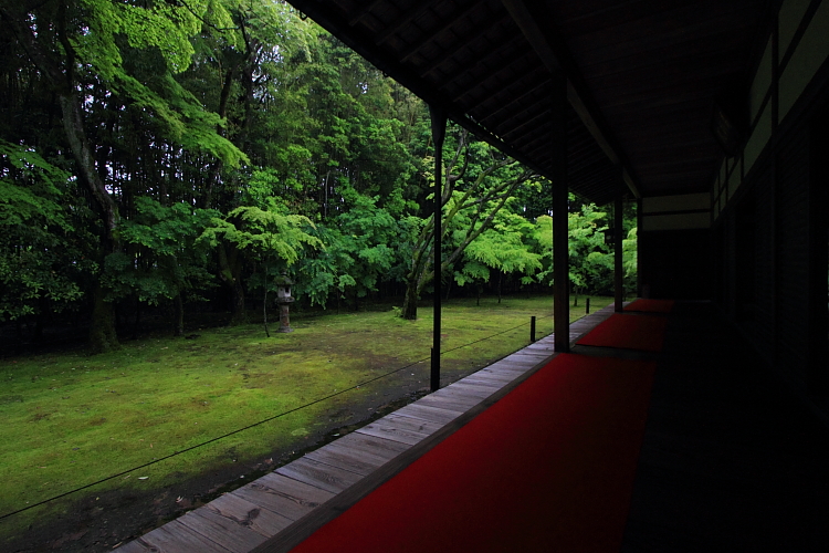 高桐院(大徳寺塔頭)_e0051888_21445829.jpg