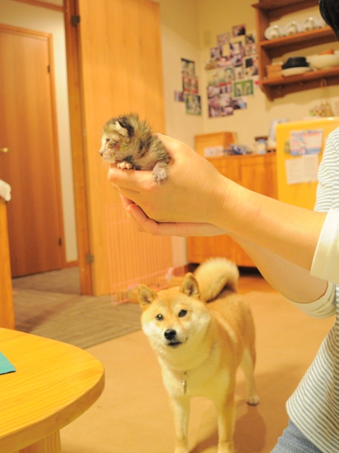 小さな小さなつつじちゃん_a0126590_003264.jpg