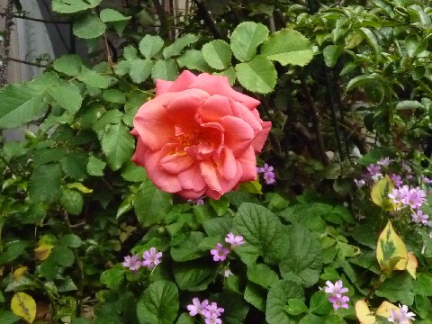 c0108693_22482848.jpg