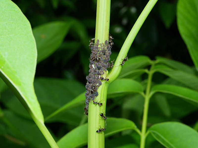 ハゼアブラムシ（赤坂公園 2010/05/21撮影）_f0204094_21315983.jpg