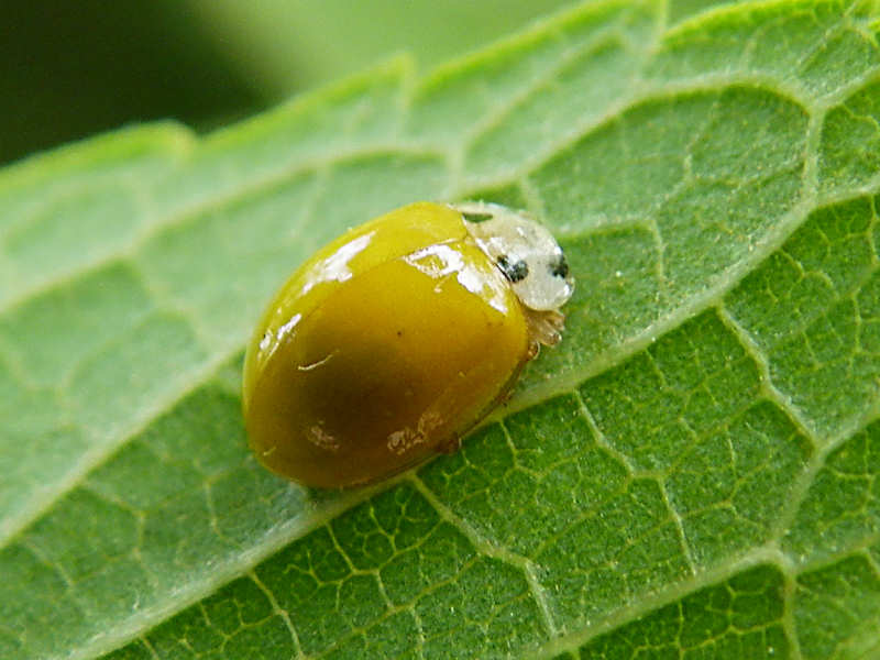 キイロテントウ（赤坂公園 2010/05/21撮影）_f0204094_21372136.jpg