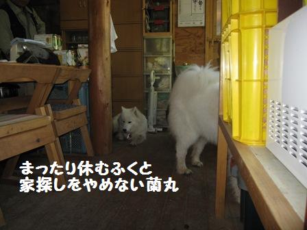 初夏の『犬と森林浴』_f0212597_11102330.jpg