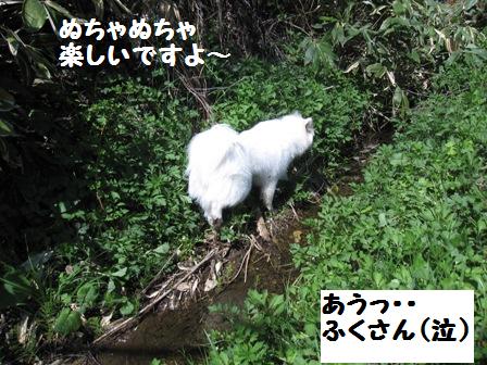 初夏の『犬と森林浴』_f0212597_1132138.jpg