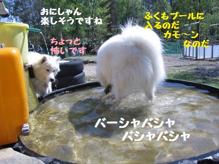 初夏の『犬と森林浴』_f0212597_1142425.jpg