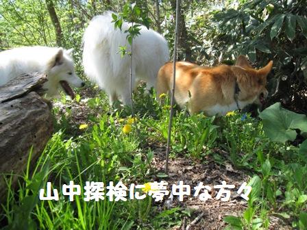 初夏の『犬と森林浴』_f0212597_1164474.jpg