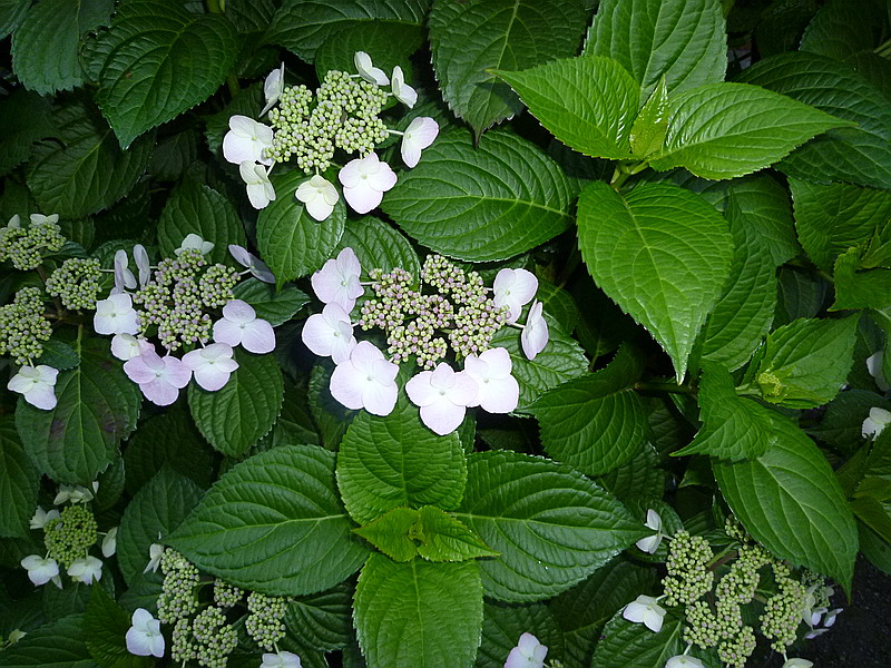 c0138198_21324164.jpg