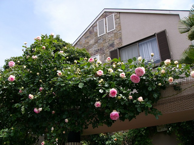 a0123003_20453931.jpg