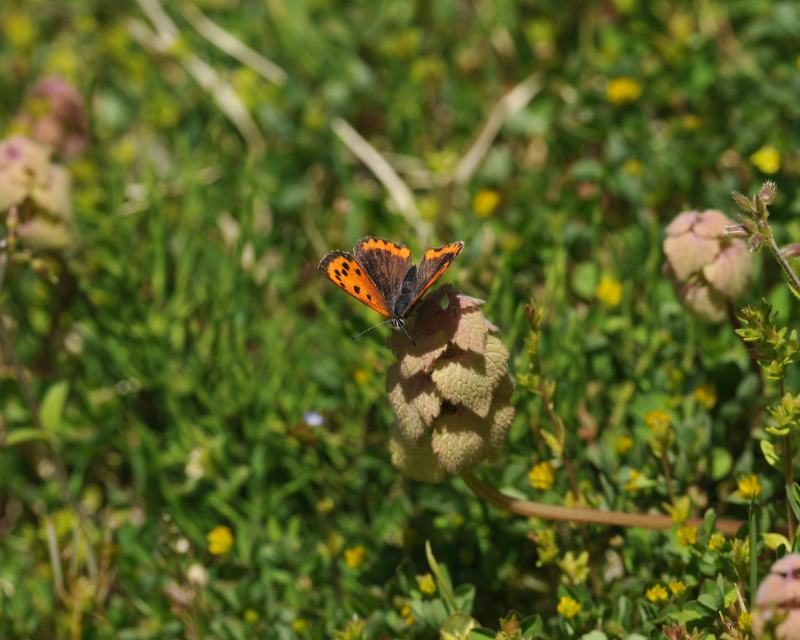 e0103903_200123.jpg