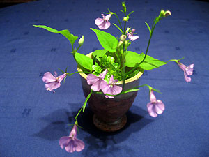 e0118904_2373836.jpg