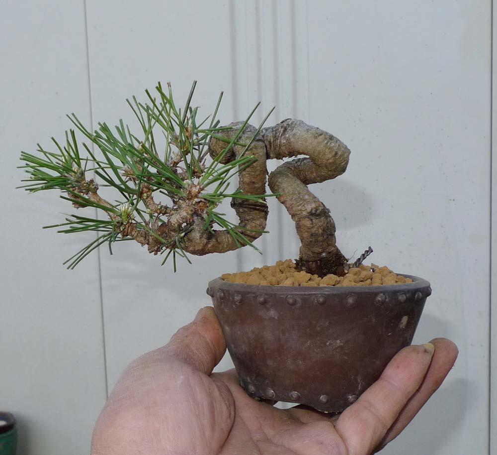 黒松の植え替え・3 : 風流盆栽