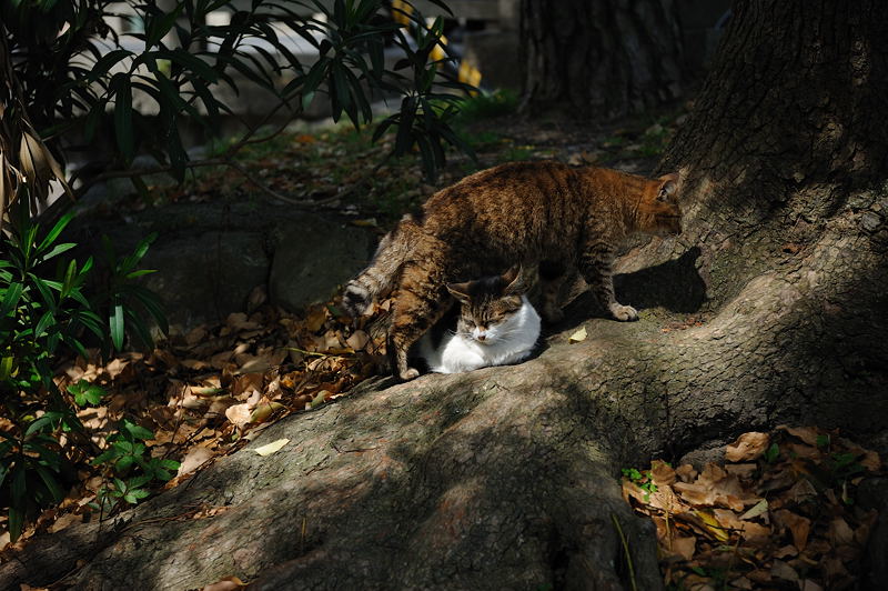 奈良歩記・猿沢の池＆興福寺周辺編_f0032011_1931134.jpg