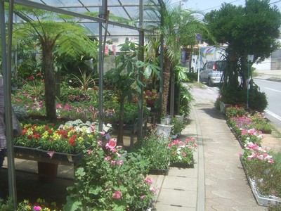 園芸店へ。_f0178416_1311156.jpg