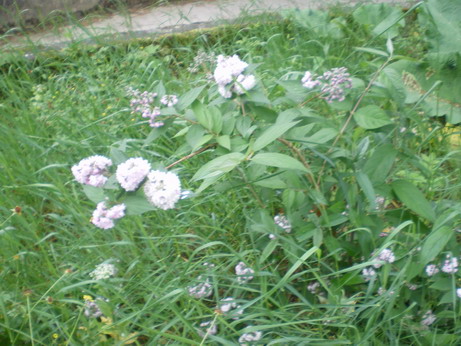c0124619_04017.jpg