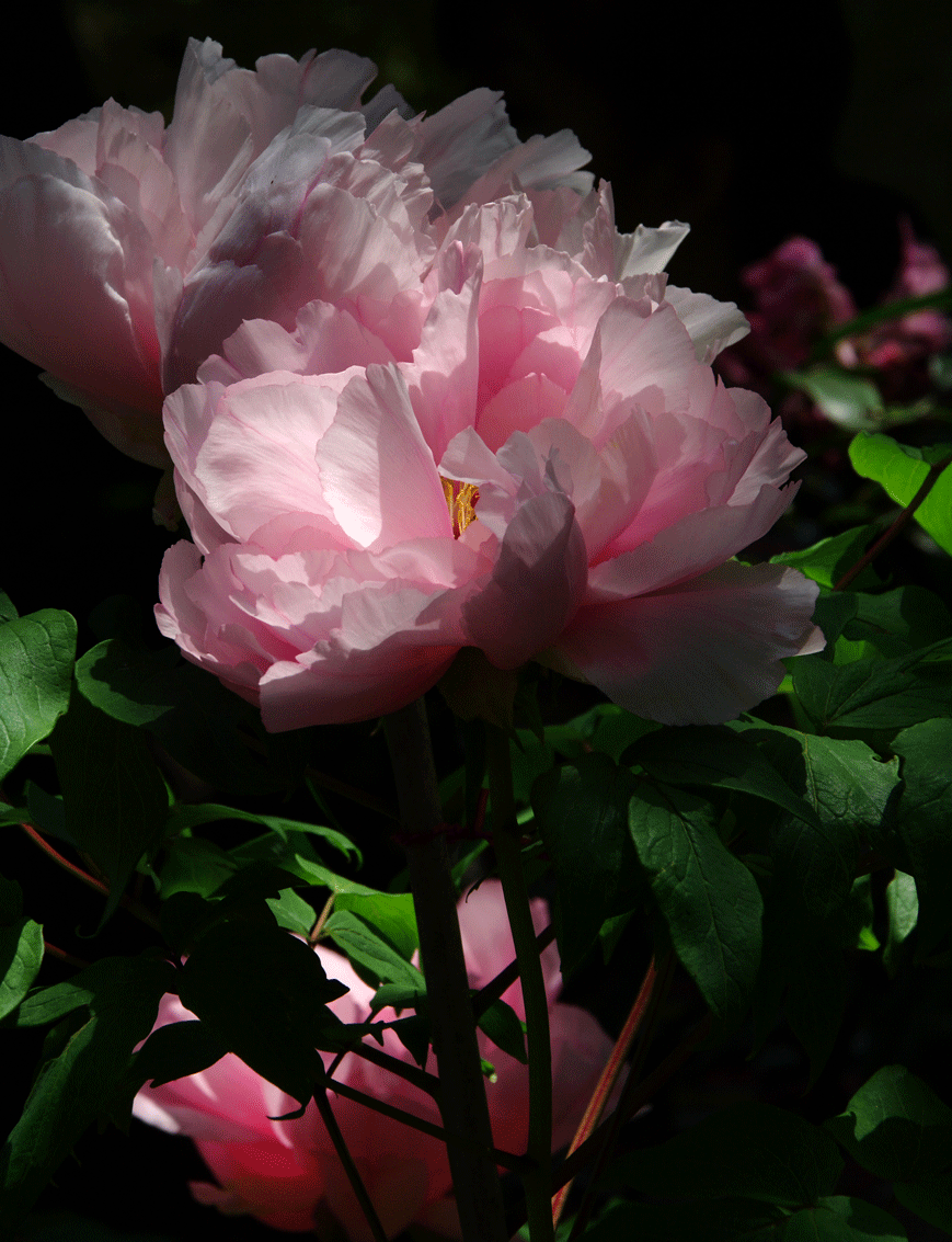 c0223825_122248.gif