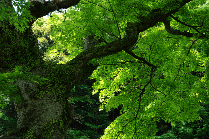 c0223825_13253.gif