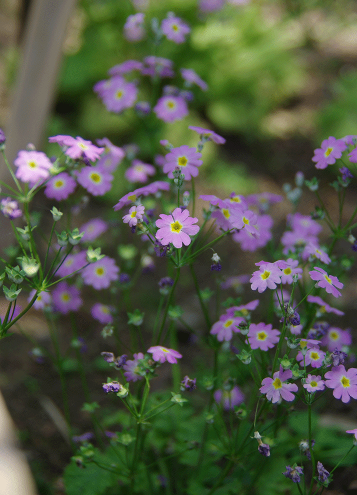 c0223825_165147.gif