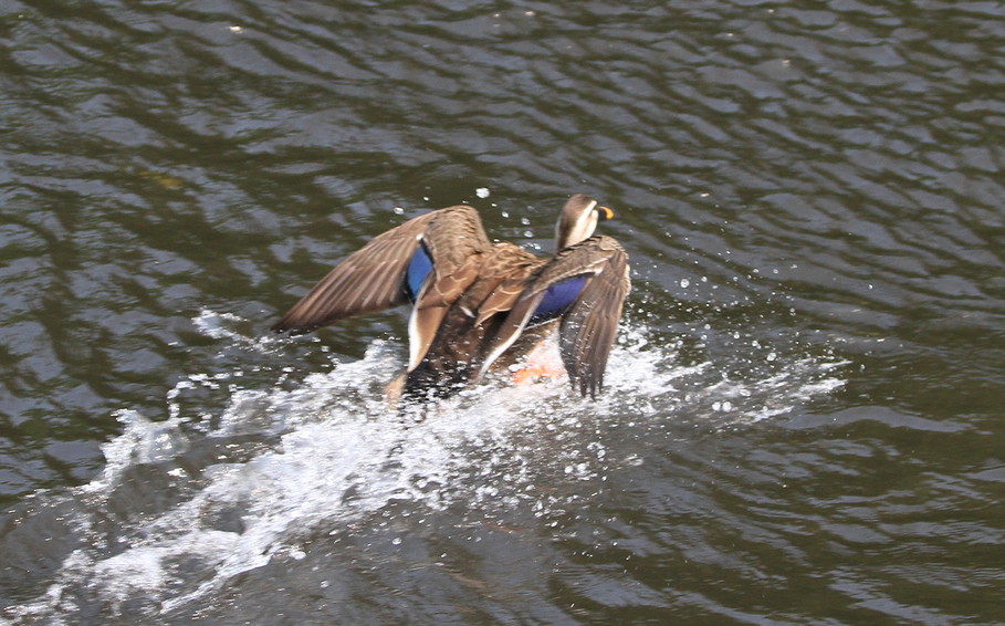 c0104227_8471830.jpg