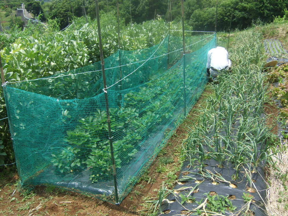 成長した野菜に支柱,,,,,ゲストも来園!_b0137932_21384247.jpg