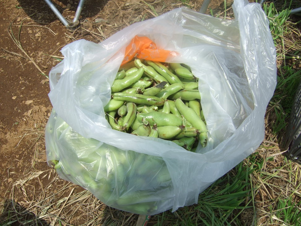 成長した野菜に支柱,,,,,ゲストも来園!_b0137932_21404218.jpg