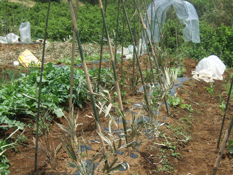 成長した野菜に支柱,,,,,ゲストも来園!_b0137932_2140784.jpg