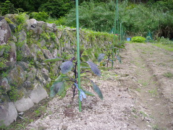 c0183137_00518.jpg
