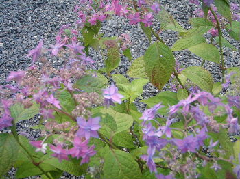 a0054240_21315.jpg