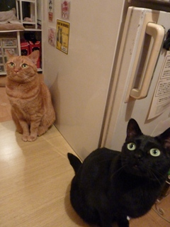 第2回ゆきねこ教室 猫の森オフライショッピング マグネット しぇるのぇるろった編。_a0143140_21592937.jpg