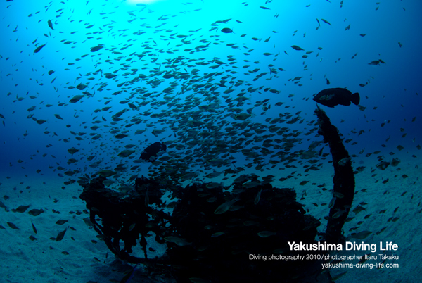 青が戻ってきた！漁礁には小魚の群れ！！_b0186442_12385478.jpg