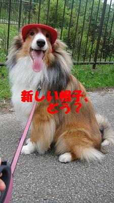 カモさんとすっかり友達に・・・!_e0195743_20463867.jpg