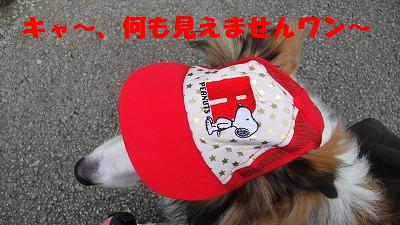カモさんとすっかり友達に・・・!_e0195743_20471296.jpg