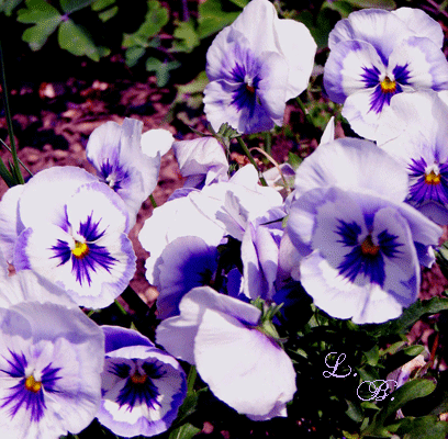 e0196543_2344483.gif