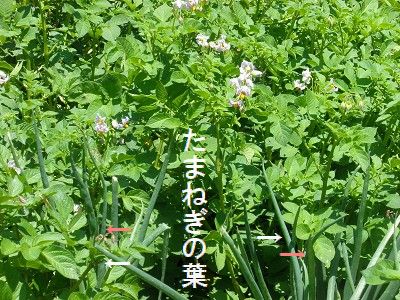 a0089450_12593790.jpg