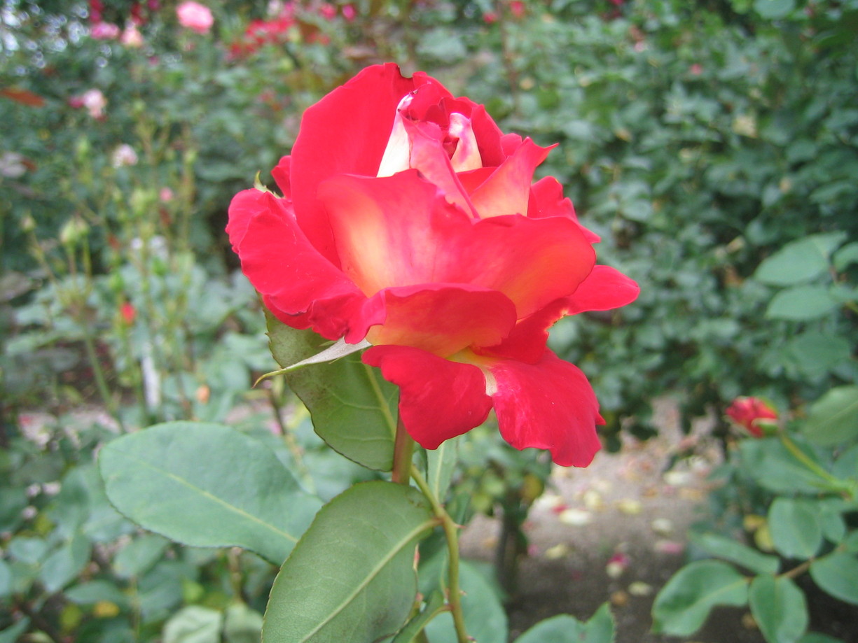 a0027555_21394474.jpg