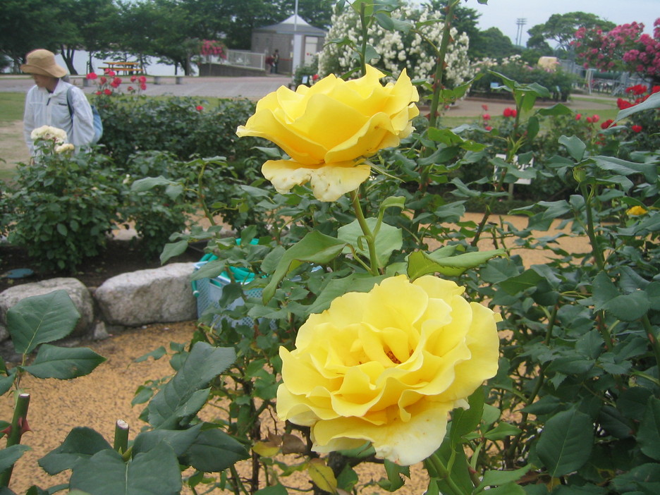 a0027555_21412898.jpg
