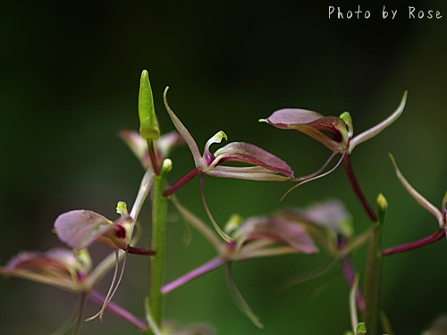 山野草 希少青軸素心 スズムシソウ 今年最終 maxresdefault.jpg