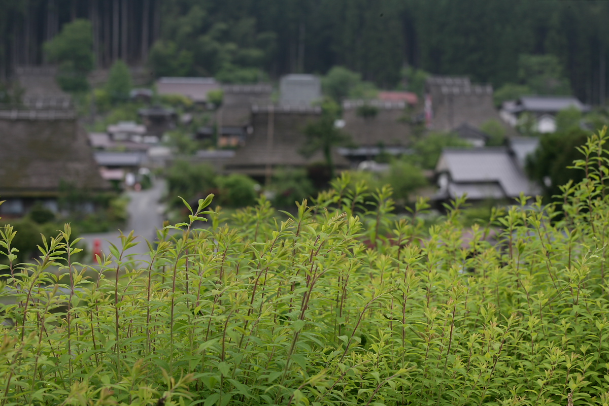 京都　美山　　茅葺の里_f0021869_233454.jpg