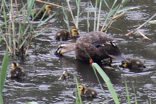 ★先週末の鳥類園(2010.5.22~5.23) _e0046474_19301533.jpg