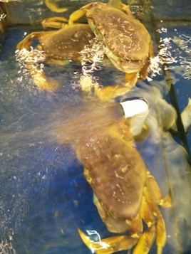 本場の上海の食を極める!_a0138976_20342185.jpg