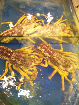 本場の上海の食を極める!_a0138976_20344134.jpg