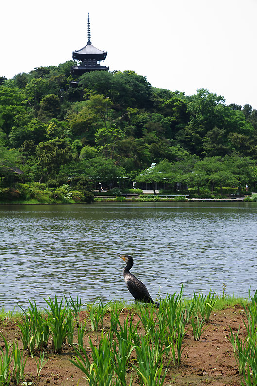 5月の三渓園　No1_e0153076_2338393.jpg